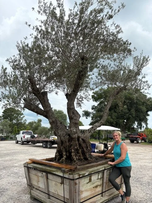 Olive — A Natural Farm